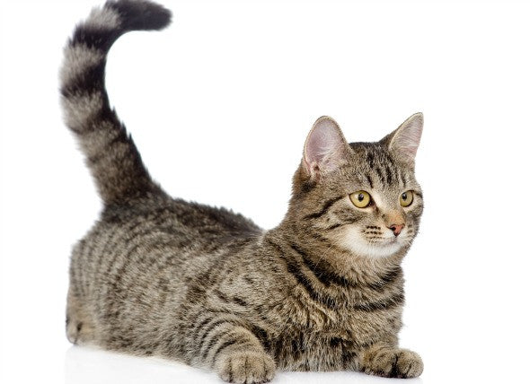 Beautiful tabby cat in a sitting stance with tail propped upwards appearing