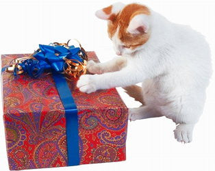 Lovely white and ginger cat opening a large red gift box with a blue bow.